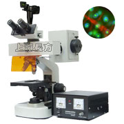 数码荧光显微镜
