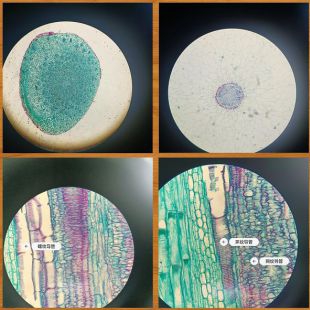 生物显微镜在细胞培养中的应用实例与标准化操作流程