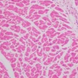 生物显微镜实操：组织切片制作与细胞形态观察完整步骤讲解