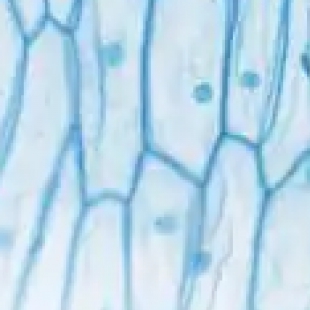 分子生物学实验：显微镜辅助基因定位与核酸样本观测技术