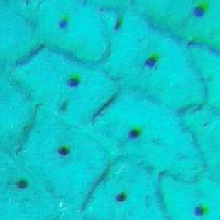 实验室生物显微检测规范：样本保存、制片与观测全流程标准