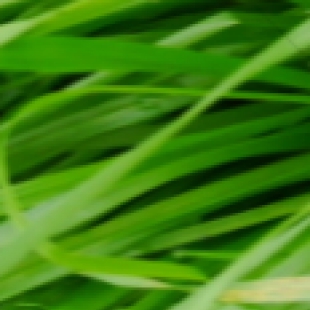 作物病虫害诊断：显微镜识别真菌、虫卵判定田间病害类型