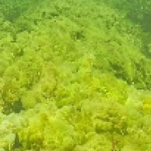 湖泊水华预警：显微镜实时监测藻类繁殖趋势防控水质恶化