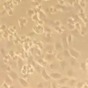 药物缓释研究：显微镜观测载体结构分析药物释放作用机理