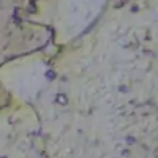 微观科研迭代提速！2026年显微设备行业新标准与合规趋势解读
