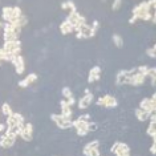 微生物鉴定新方案：光学显微镜结合 AI 技术提升检测准确率