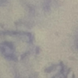 中小学生物教学：数字显微镜提升学生细胞观察实验体验
