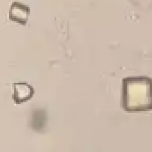 生物技术研发显微镜：从蛋白质到细胞的全面成像