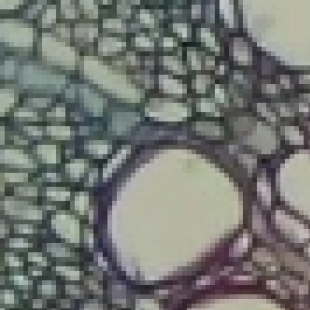 FISH 实验显微镜怎么选？分子生物学实验室常用型号对比与推荐