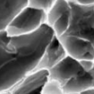 大学生物实验显微镜推荐，2026 年教学用款品牌排行与测评