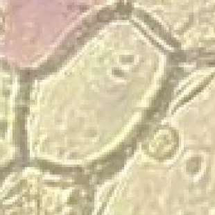体视显微镜使用注意事项：工业检测中的安全与操作规范