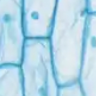 生物显微镜推荐，2026 年高性价比型号排行及选购避坑指南