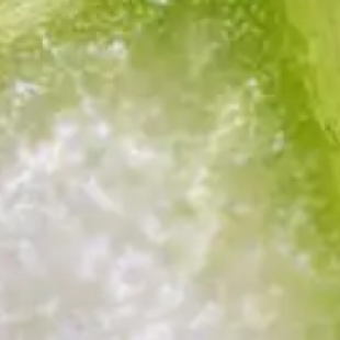 显微镜选型全攻略：如何根据需求选择合适的显微镜