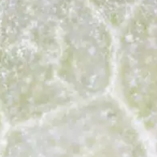生物显微镜vs体视显微镜：应用场景与选型差异详解