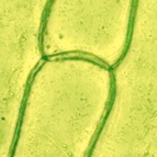 生物显微镜切片技术：石蜡切片与冰冻切片详解