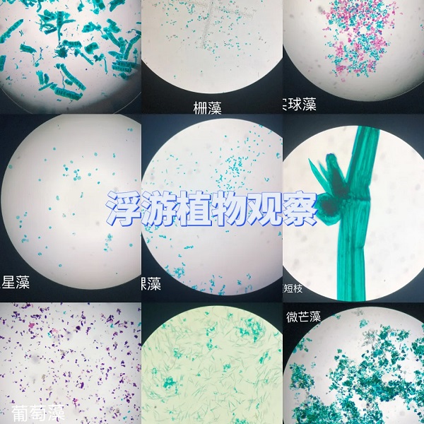 20260518-370911593.jpg 水质微生物.jpg